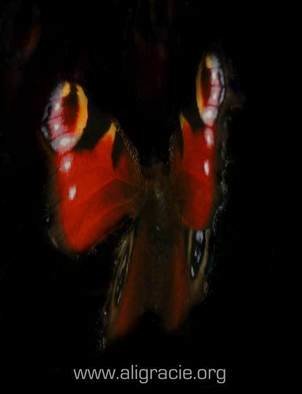 Ali Arisucreativearts: 'Butterfly Dark', 2011 Color Photograph, nature. 