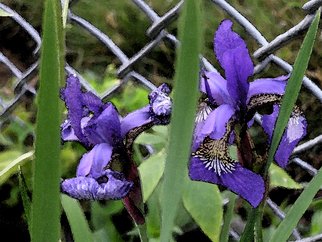 Linda Tenenbaum: 'Iris Ecstasy', 2007 Other Photography, Floral.  Beautiful Irises grow against a chain link fence in the park.The deep colors in this giclee print bring the flowers to life again. ...