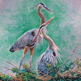 Judith Smith Wilson: 'Blue Herons Nesting', 2010 Watercolor, Wildlife. Artist Description:   Mating Blue Heron's   ...