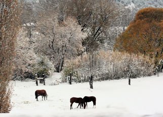 Artist: Tammy Gatten - Title: First Snow - Medium: Color Photograph - Year: 2007