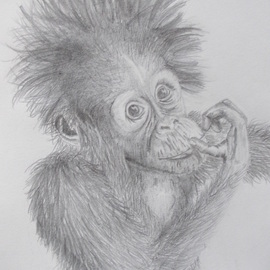 Art Thrus: 'baby orangutan', 2023 Graphite Drawing, Animals. Artist Description: A free hand graphite pencil drawing of a young orangutan looking like it s been caught doing something or up to no good. 3 coats of fixative on medium rough paper. ...