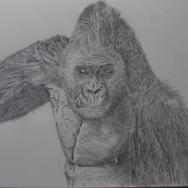 Art Thrus: 'mountain gorilla', 2024 Graphite Drawing, Animals. Artist Description: A free hand graphite pencil drawing of a mountain gorilla looking on and watching the others, realistic drawing with good deep details showing a true feel ...