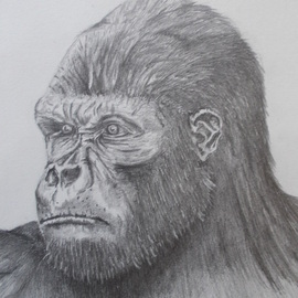 Art Thrus: 'mountain gorilla in thought', 2023 Graphite Drawing, Animals. Artist Description: A free hand graphite pencil drawing of a mountain gorilla looking deep in thought and a little bemused you can see the pain in his eyes, 3 coats of fixative on medium rough paper. ...