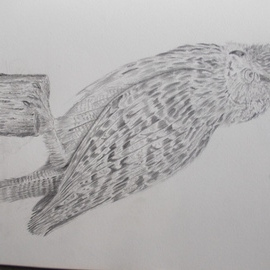 Art Thrus: 'owl stand', 2024 Graphite Drawing, Animals. Artist Description: A free hand graphite pencil drawing of an owl standing on chopped tree looking for it next meal. 3 coats of fixative on medium rough paper lots of detail showing a true realistic feel...