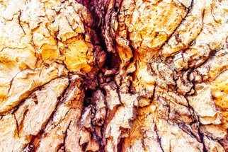 Mariano Von Plocki: 'mother wound', 2013 Color Photograph, Nature. tree, nature, wood, forest, forms, elements, earth, mother earth...