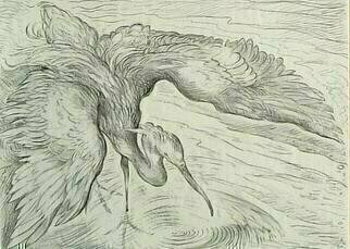 Austen Pinkerton: 'Heron', 2005 Pencil Drawing, Animals. A Heron, seen from above, with wings outstretched so it can see its underwater prey, stalks fish in a shallow river....