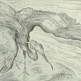 Austen Pinkerton: 'Heron', 2005 Pencil Drawing, Animals. Artist Description: A Heron, seen from above, with wings outstretched so it can see its underwater prey, stalks fish in a shallow river....