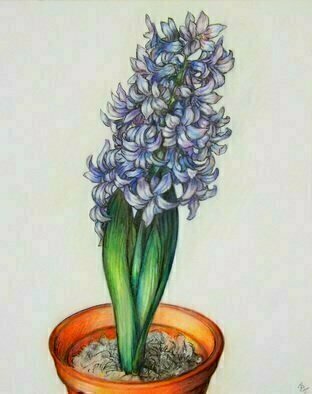 Austen Pinkerton: 'Hyacinth', 2015 Crayon Drawing, nature. 