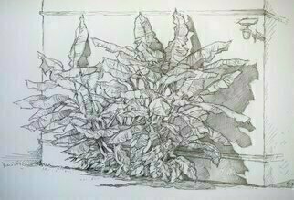 Austen Pinkerton: 'banana palm', 2019 Graphite Drawing, Nature. Loved the sculptural forms of these banana trees in Turkey...