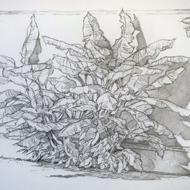 Austen Pinkerton: 'banana palm', 2019 Graphite Drawing, Nature. Artist Description: Loved the sculptural forms of these banana trees in Turkey...