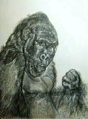 Austen Pinkerton: 'gorilla', 2017 Graphite Drawing, Animals. 
