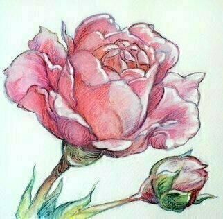 Austen Pinkerton: 'rose and bud', 2020 Watercolor, Landscape.  Rose and Bud , Aquarelle crayon, 16 x16cm. Finished last weekend. Second in a  flower  series. ...