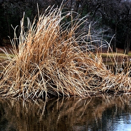 B A Autery: 'grass with a pond', 2017 Color Photograph, Nature. Artist Description: Grass boldly grows upward and outward from within the waters of the pond. Grass, stacks, water grass, brown, water, pond, nature, park...