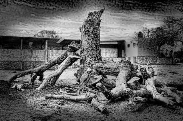 Artist Andrew Xenios. 'Altered Tree' Artwork Image, Created in 2012, Original Photography Black and White. #art #artist