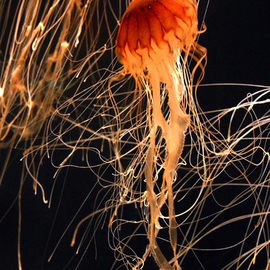 Barry Greff: 'Natural Design', 2004 Color Photograph, nature. Artist Description: jellyfishpacific nettlenaturenatural designcreaturesea...