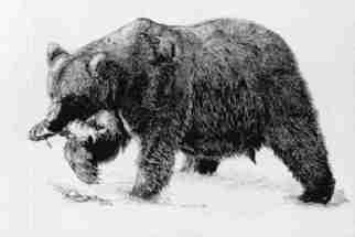 Roberta Ekman: 'Grizzly Bear', 2000 Pen Drawing, Animals. Grizzly bear with a fish in it' s mouth. ...