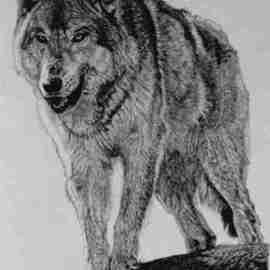 Roberta Ekman: 'Timber Wolf', 2000 Pen Drawing, Animals. Artist Description: signed limited edition print of Timber Wolf. ...