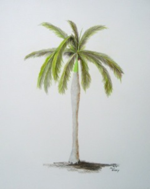 Artist Ron Berry. 'Royal Palm 2' Artwork Image, Created in 2011, Original Drawing Pencil. #art #artist