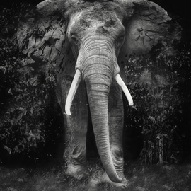 Erik Brede: 'The Disappearance ', 2019 Black and White Photograph, Conceptual. Artist Description: 80x100cm  90x110cm Unframed Pop Art in a limited edition of 10 + 1AP...