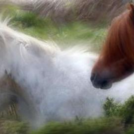 Pony Trail By Carol Tipping