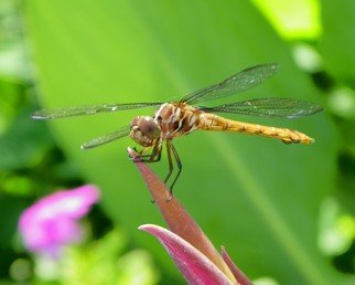 Carolyn Bistline: 'DRAGONFLY', 2009 Color Photograph, nature.  BEAUTIFUL DRAGONFLY, ENJOYING BREAKFAST ON A TROPICAL FLOWER.    ...