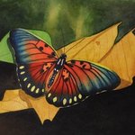Edwards Forrester Butterfly By Carolyn Judge