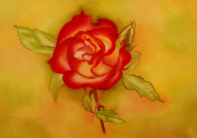 Artist Carolyn Judge. 'Velvet Rose' Artwork Image, Created in 2010, Original Watercolor. #art #artist