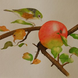 Waxeye and apple By Carolyn Judge