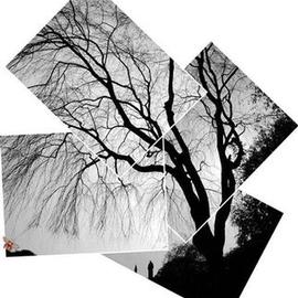 TreeShadow By Bruce Lewis