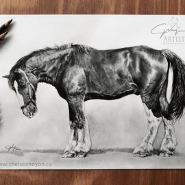 Chelsea Noyon: 'rest easy', 2020 Graphite Drawing, Animals. Artist Description: Graphite drawing by Chelsea Noyon of a shire horse on smooth bristol paper. ...