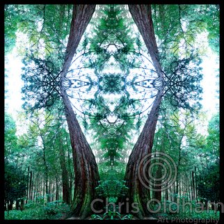 Chris Oldham: 'Redwood Mystic', 2016 Digital Photograph, Trees.  Giant Sequoia Growing in the forest reveals a mystical entrance to a new world of imagination. ...