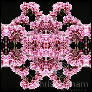 Chris Oldham: 'Zebra Orchid ', 2016 Digital Photograph, Meditation.  Zebra Orchid Composition to produce a DNA style image of beautiful complexity pattern and balance. ...