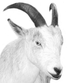 Christy Park Artwork White Goat, 2014 Mixed Media Photography, Animals