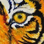 tiger By Cindy Pinnock