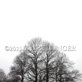 Martin A Ettlinger: 'Prospect Park Knoll', 2011 Color Photograph, nature. Artist Description:  Prospect Park Knoll is a collection of trees in this most beautiful park. Photo is behind glass in a white wood frame. ...