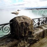 A Great White Birds View Of The Mighty Niagara, Clinton Lown