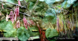 Claudia Nierman: 'Bean pods', 2012 Other Photography, Magical.    Printed on cotton archival photography paper or metallic photographic paper.mages can be framed or mounted on sintra with or with out acrylic. I am happy to custom made for each person' s need. ...