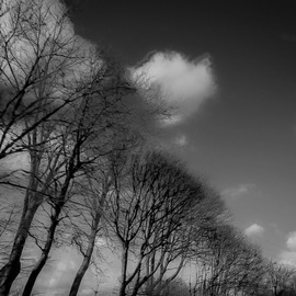 Cristalle Amarante: 'elm symphony', 2019 Black and White Photograph, Clouds. Artist Description: Inspiration in motion...