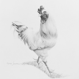 Cynzia Sanchez: 'big daddy 3', 2019 Pencil Drawing, Animals. Artist Description: Big Daddy is my neighbor, . I visit and feed him and his chicks everyday. In gratitude, they model for me. The seriesThe Chicks Next Dooris all about them. ...