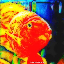 Katie Pfeiffer Artwork Love Fish, 2014 Color Photograph, Fish