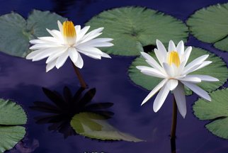Daniel B. Mcneill: 'Water Lilies', 2011 Color Photograph, Landscape.   Flowers, Water, Garden, Spring, Summer, Travel, Vacation, Brookside Gardens, Landscape, Seascape, City, Museum, Museums, Gallery, Art Gallery, Artist, Daniel B. McNeill, Art Collections, Park, New York, Photography, Anniversary, Party, Celebration, Good Time, You Tube, Yahoo, My Space, Bridge, Exhibition, Exhibit, Show, Washington, DC, New York City, Manhattan, Jamaica, Florida, Dallas...