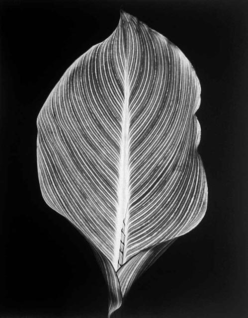 Artist David Hum. 'Canna Leaf' Artwork Image, Created in 2000, Original Photography Silver Gelatin. #art #artist