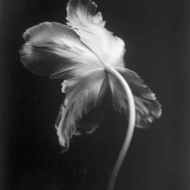 David Hum: 'tulip 1', 2000 Silver Gelatin Photograph, Still Life. Artist Description: series of floral stills...