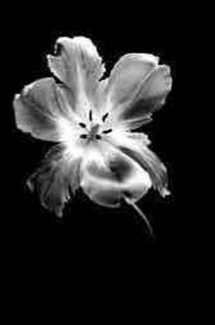 Artist David Hum. 'Tulip 4' Artwork Image, Created in 2000, Original Photography Silver Gelatin. #art #artist