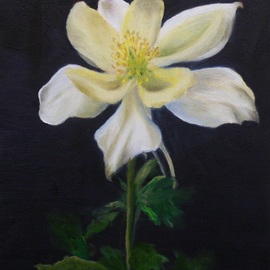 Dana Dabagia: 'Colorado Dreaming', 2011 Oil Painting, Floral. Artist Description:  The state flower of Colorado, the columbine.On Gallery Wrap Canvas   ...