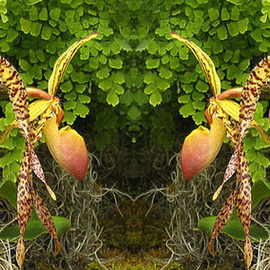 Debra Cortese: 'Lady Slipper Panel e series', 2006 Mixed Media, nature. Artist Description:  Nature' s Energy' e' SeriesLady Slipper Panel - a photopainting of the nature energies - the plants, leaves and trees vibrate in pixels and reflections, some whole, some fragmented, multiple dimensions, overlapping realities.I am entranced by nature: the harmony, the patterns of symmetry, geometry, the vibrant and soothing ...