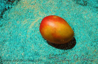 Debra Cortese: 'Mango Blue Bath', 2008 Other Photography, Food.  Mango Blue Bath is one of my Making Mango Salsa series inspired by the annual Mango Festival at Fairchild Tropical Botanic Garden and the luscious, deliciously ripe mangos of this season. This artwork is a variation on the original photo 