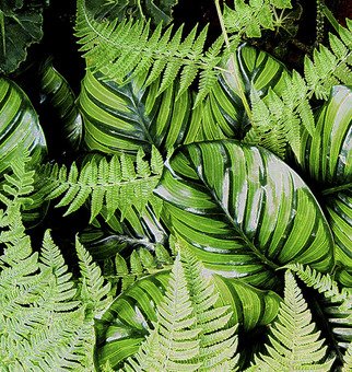 Debra Cortese: 'Tropical Patterns Ferns and Leaves  ', 2008 Mixed Media, Botanical.  In this photopainting, I became entranced by the movement and textures of the greenery. When I photograph nature, I shoot hundreds of images and select only one or two that have the energy that speaks to me, that begs to be seen and experienced. Tropical Patterns is one of these...