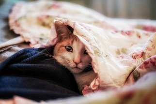 Dennis Gorzelsky: 'Comfy and Cozy', 2016 Digital Photograph, Cats. A cold day and a warm blanket.  The title says it all. ...