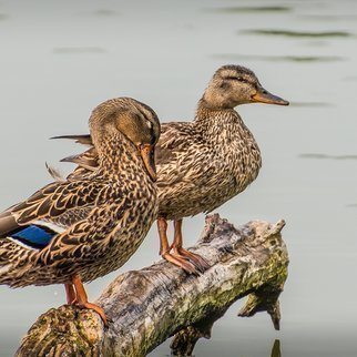 Dennis Gorzelsky: 'waiting for the sun', 2017 Digital Photograph, Birds. At a small lake near my home in Colorado, I saw these two mallards on a cloudy day.  They seemed to be waiting for the sun to peek through. ...